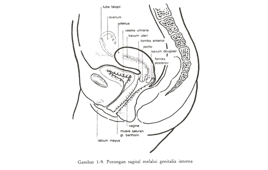 Gambar potongan sagital melalui genitalia interna