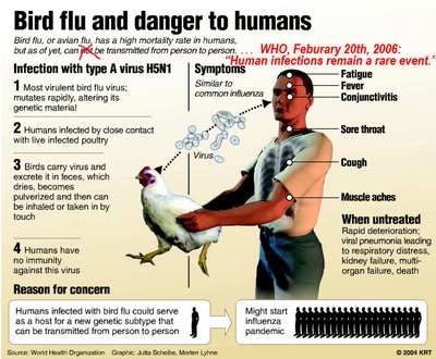 Bagan Penyebaran Flu Burung