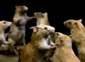 4 Cara Alami Mengusir Tikus dari Rumah