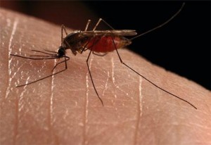 Penyakit Malaria 