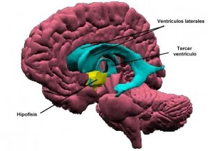 Tumor Hipofisis