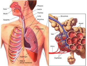 Organ dan Jaringan Sistem Pernapasan Manusia