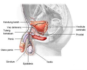 Kelainan Pada Organ Reproduksi Pria