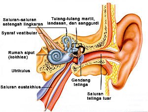 https://www.ilmukesehatan.com