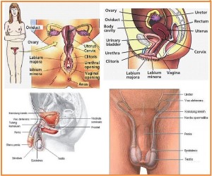 Gangguan Sistem Reproduksi Pria dan Wanita