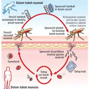 https://www.ilmukesehatan.com