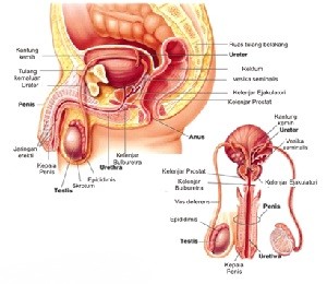 penyebab-testis-bergetar